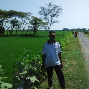 Manfaatkan Lahan Kosong, Poktan Ngudi Makmur  Budidayakan Bunga Matahari