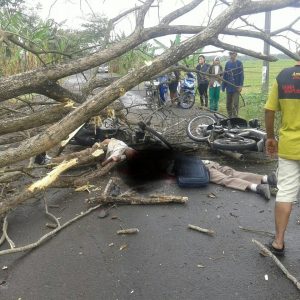 Tertimpa Pohon Tumbang. 1 Pelajar Meninggal Dunia Dan 1 Patah Tulang