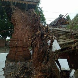 Fasilitas Area Petilasan Raden Wijaya Trowulan Rusak, Akibat Pohon Tumbang