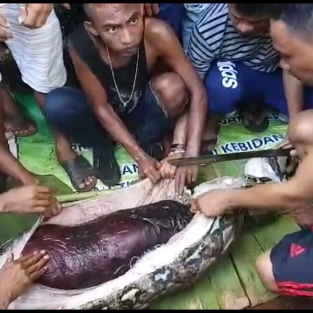 Sioux Indonesia Angkat Bicara Soal Wanita Muna Ditelan Ular