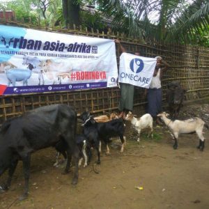 Cara Mudah & Berkah Berbagi Kurban Peduli ROHINGYA