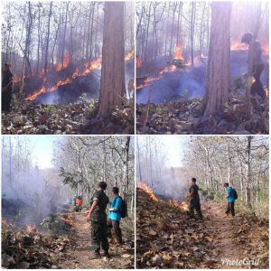Polhut Selidiki Penyebab Terbakarnya 1,5 hektar Hutan Ponorogo