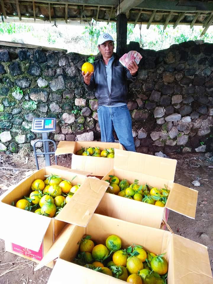 Jeruk Dekopon Bisa Tingkatkan Kesejahteraan Petani