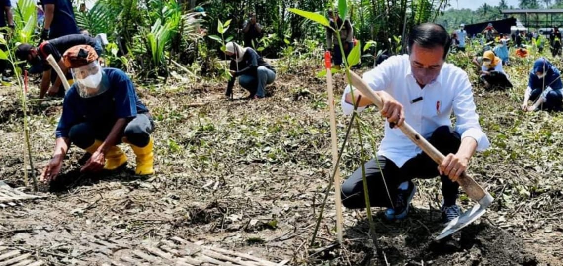 Lembaga Amphibi Tanam Mangrove Bersama Presiden Joko Widodo Untuk Pemulihan Lingkungan