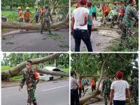 Pohon Tumbang Timpa Mobil Di Jungke Karas