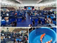 Magetan Young Koi Show 2021, Berikut Variety Ikan yang Dilombakan