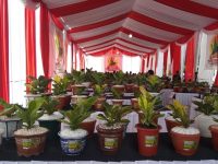 Bersama INTIM, Dinas TPHPKP Magetan Sukseskan Lelang Dan Kontes Anthurium