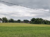 Kebutuhan Bahan Baku MBG Meningkat, Harga Gabah Naik Petani Sumringah