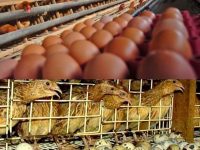 UD Maju Makmur: Peternak Ayam Petelur dan Telur Puyuh Mendongkrak Perekonomian Warga Magetan