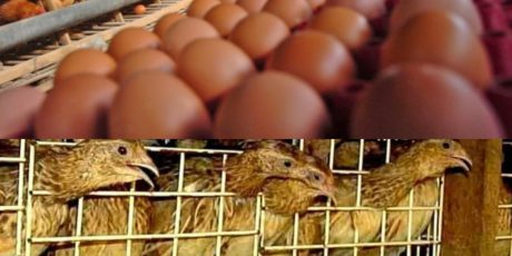 UD Maju Makmur: Peternak Ayam Petelur dan Telur Puyuh Mendongkrak Perekonomian Warga Magetan