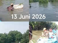 Peringati Hari Lingkungan Hidup Sedunia 5 Juni 2026, AMPHIBI dan KTHn AMPHIBI Percut Tanam 75.000 Mangrove